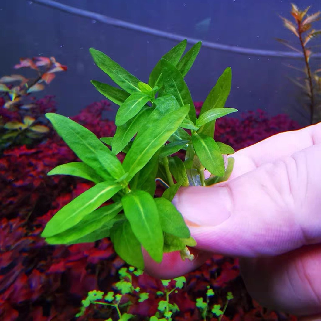 南美叉柱花水下叶中前景造景荷兰式草缸无需转水新手懒人淡水水草，轻松打造梦幻水族世界！-水草-淘宝好物网