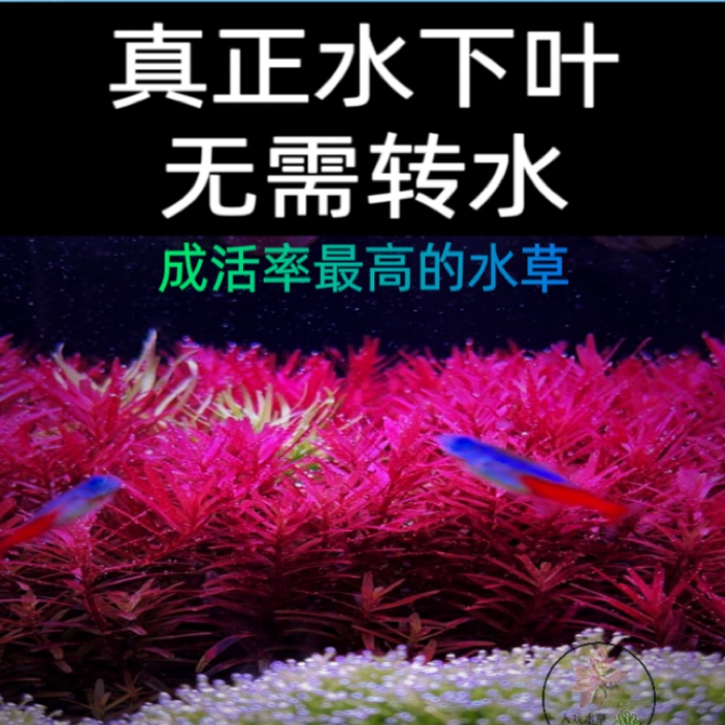 顺丰包邮 | 羡鱼水草缸造景神器，让你轻松打造梦幻水下花园！