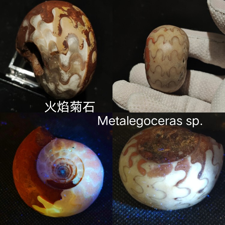 East Timor's Flame Ammolites and Ammonites, Rare Fossil Species from the Paleontology Collection, Are Popular Science Collection Gifts