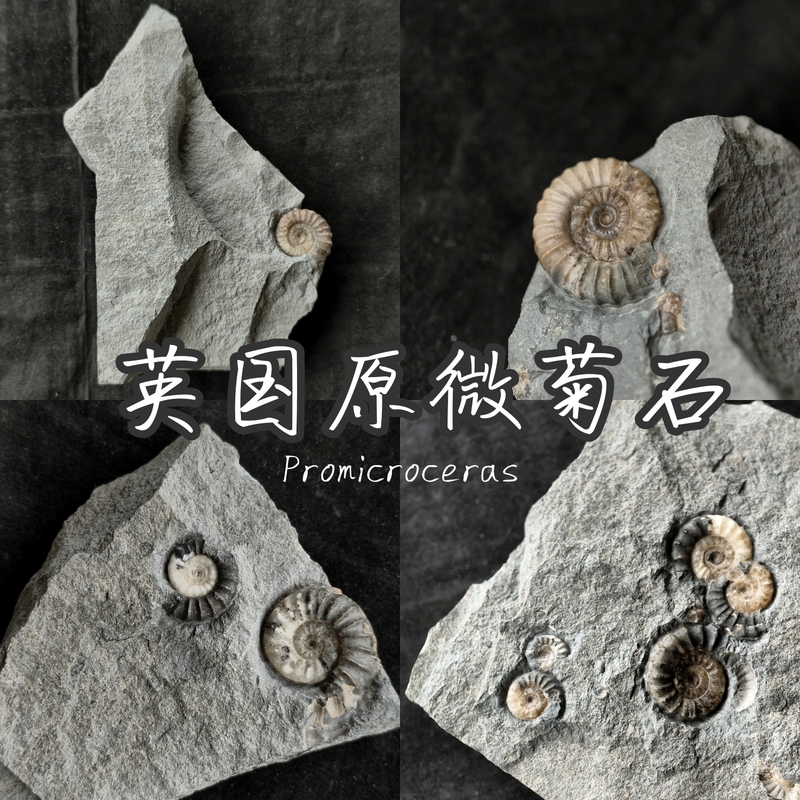 British Original Microammonite Rare Ammonite Science Education Display Piece Museum Collection Trendy Blind Box Vintage Decoration Teaching Specimen