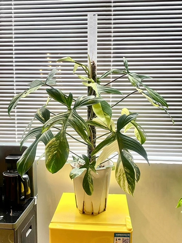 Одна шага с расширенной версией водных мошных столбов