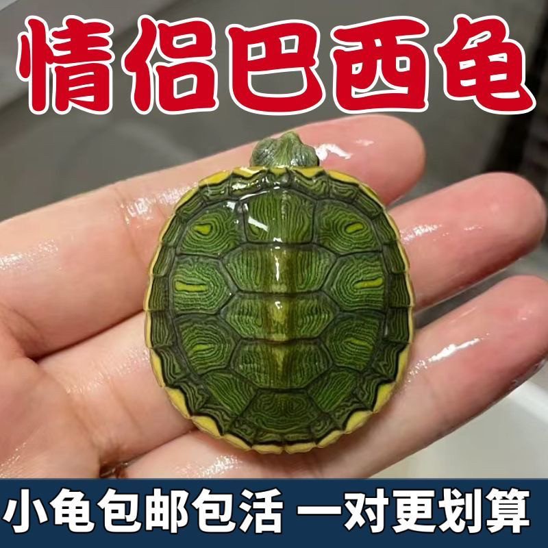 巴西龟小乌龟,你的迷你招财宠物龟?深度评测与解析-龟/鳖-淘宝好物网