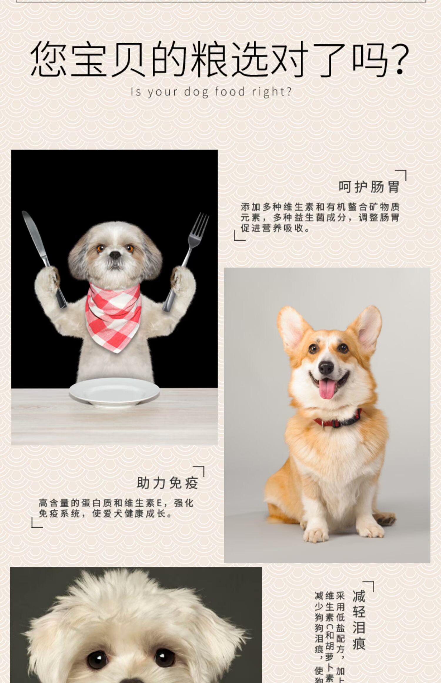 Thức ăn cho chó loại chung 10 kg Teddy Golden Hair Labrador Koki lớn chó nhỏ chó trưởng thành chó con đặc biệt 5kg - Chó Staples thức ăn cho chó con