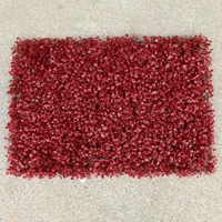 Jujube red ultra -dense milan