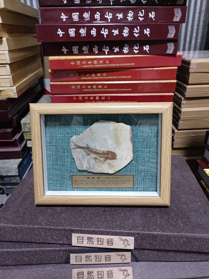 Fish fossil Liao West Chaoyang special Ancient Bio Wolverishfin Fish Fossil Single Fish Plate High-end Photo Frame Pendulum pendant with pendant-Taobao