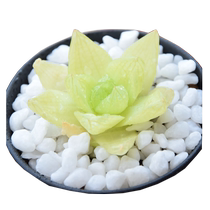 Anti-seepage membrane fish pond special breeding waterproof membrane reservoir waterproof cloth lotus pond geomembrane black plastic film