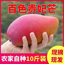 Helping farmers Guangxi Baise Tiandong freshly picked special large imperial concubine mango fresh fruit 10 pounds large fruit red sweet heart