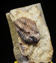 A2 Silurian trilobite fossil comet-like insect