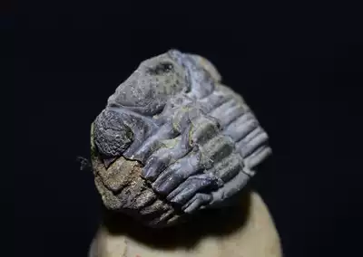 C1 Devonian Trilobite Fossil Mirror eye worm