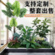 Simulated Landscaping Plants with a High-End, Realistic Feel, Indoor and Outdoor Floor-Standing Ornaments, Simulated Green Plants for Shopping Malls and Exhibition Halls, Photo-Worthy Decorations