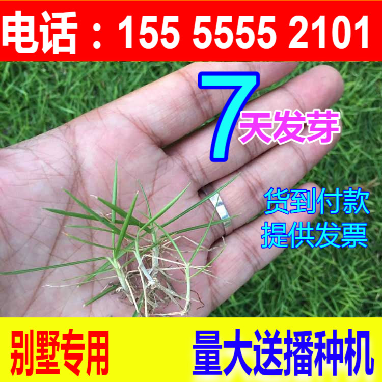 Lawn Seeds Dogtooth Root Imported Four Seasons Green Slope Grass Bermuda Grass Seed Green Turf Seed Greening Turf Seed