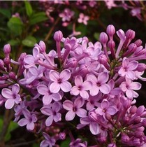 New multi-color lilac seed four seasons easy to sow flower seed indoor balcony potted flower plant to keep Bud