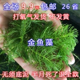 Золотая рыбка колеса водоросли черные водоросли вода гибискус гибискус пресной воду