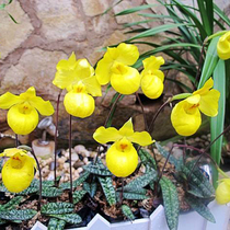 Apricot yellow Dendrobium orchid Dendrobium orchid seedlings Office green plants Aquatic hydroponic plants Desktop small potted bonsai