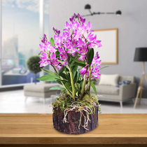Violet Dendrobium stump Dendrobium seedling Flower green plant Potted Office Chlorophyll flower green dendrobium hydroponic plant