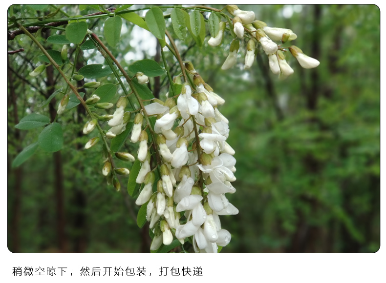 2020年新鲜槐花 3斤装 图7
