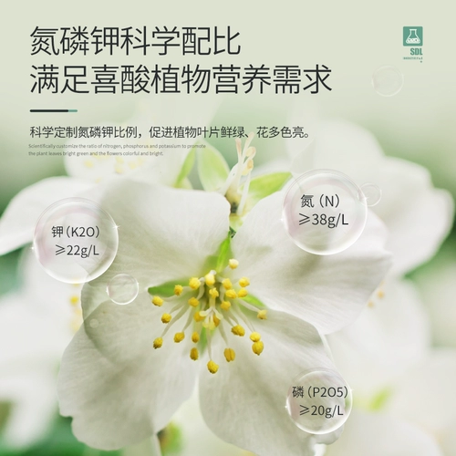 Стэнли Маунтин Камелия Жасмин Рододендрон Кука