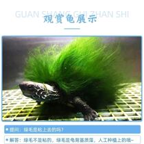 Green tortoise breed by Chinese grass turtle