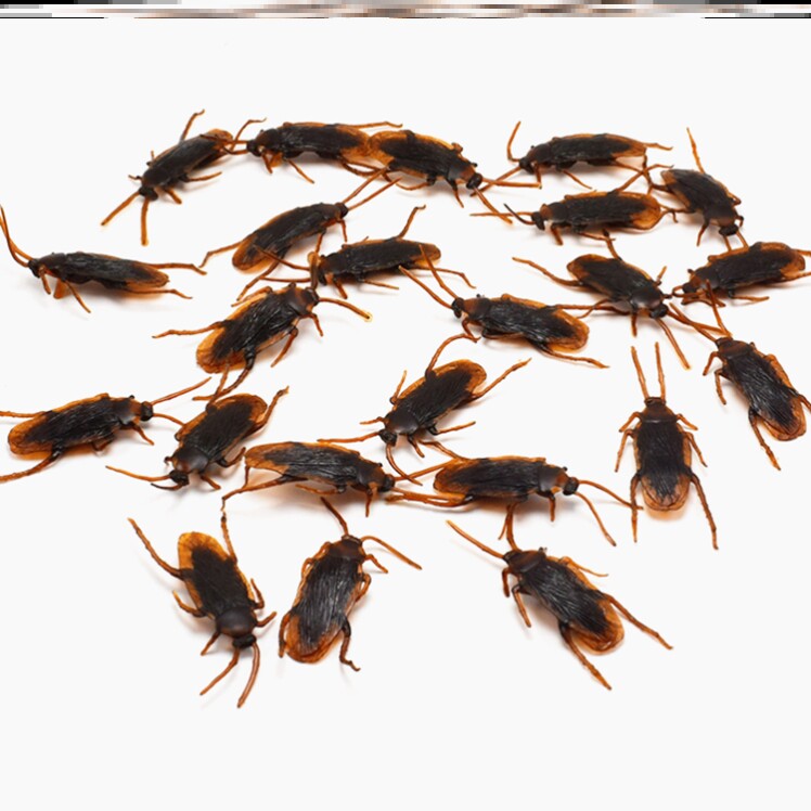 Net red funny toy shake up the same amount of evil and creative novelty simulation cockroach little bug fools The whole person in the whole person