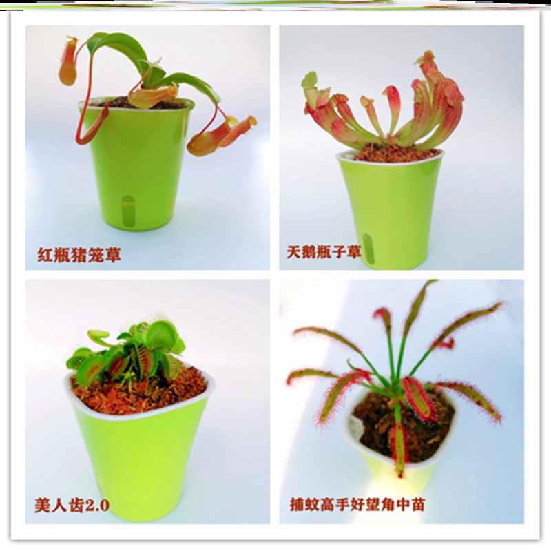 Fly-by-fly grass potted plants 