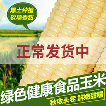 Northeast white corn cob sweet waxy corn ear 220g * 9 vacuum packed sticky bract rice 2020 fresh corn cob
