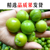 Spot Li Zi frais 5 catités de la saison Gros fruits femmes enceintes Sour Crisp Green Li Zi boîte entière Mars Li enlève maintenant ses fruits