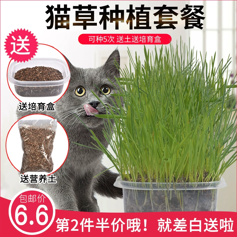 Cat Grass Seed Mint Powder Cat Snacks Cat Hair Removal Ball Cat Grass Hairy Barley Planting Set Cat Supplies - Đồ ăn nhẹ cho mèo
