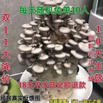 Mushroom fungus package buy 1 hair 3 send spray pot high-yield mushroom bag oyster mushroom seed balcony multi-meat potted flower plant