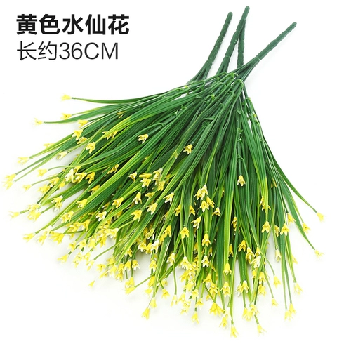 Зеленое растение Стенка Стены Растение настенные лужайки