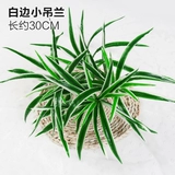 Зеленое растение Стенка Стены Растение настенные лужайки