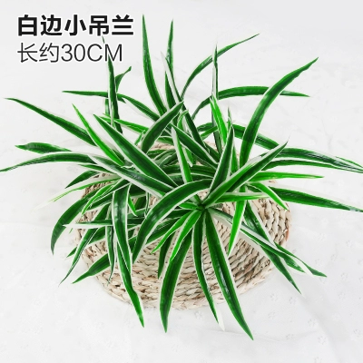 Зеленое растение Стенка Стены Растение настенные лужайки