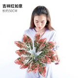 Зеленое растение Стенка Стены Растение настенные лужайки