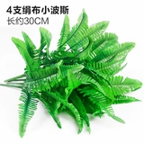 Зеленое растение Стенка Стены Растение настенные лужайки