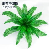 Зеленое растение Стенка Стены Растение настенные лужайки