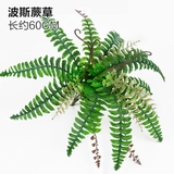 Зеленое растение Стенка Стены Растение настенные лужайки