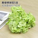 Зеленое растение Стенка Стены Растение настенные лужайки