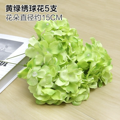 Зеленое растение Стенка Стены Растение настенные лужайки