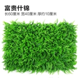 Зеленое растение Стенка Стены Растение настенные лужайки