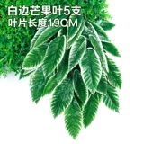 Зеленое растение Стенка Стены Растение настенные лужайки