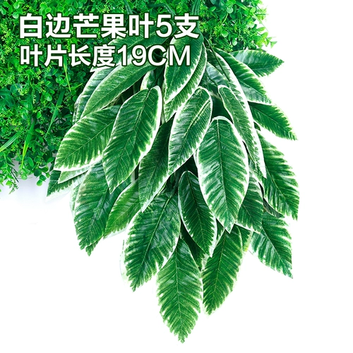 Зеленое растение Стенка Стены Растение настенные лужайки