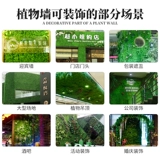 Зеленое растение Стенка Стены Растение настенные лужайки