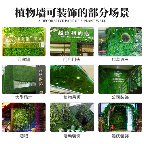 Зеленое растение Стенка Стены Растение настенные лужайки