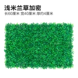 Зеленое растение Стенка Стены Растение настенные лужайки