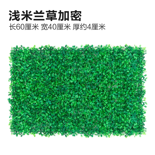 Зеленое растение Стенка Стены Растение настенные лужайки