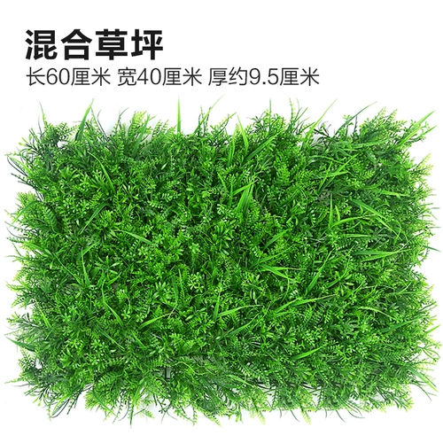 Зеленое растение Стенка Стены Растение настенные лужайки