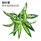 Зеленое растение Стенка Стены Растение настенные лужайки