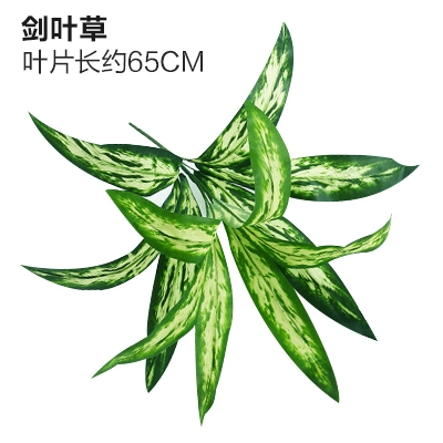 Зеленое растение Стенка Стены Растение настенные лужайки