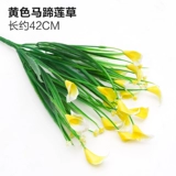 Зеленое растение Стенка Стены Растение настенные лужайки