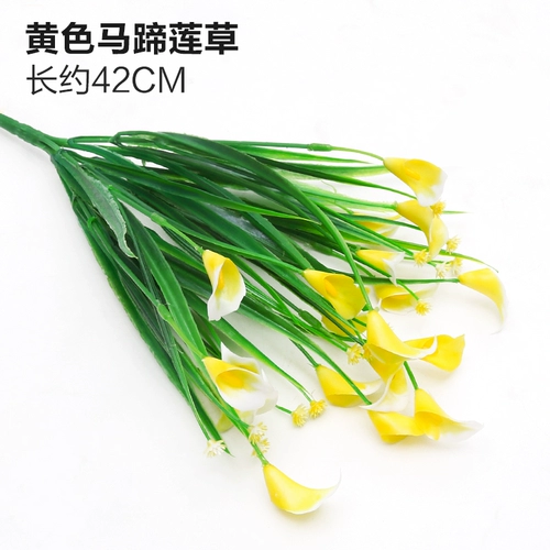 Зеленое растение Стенка Стены Растение настенные лужайки