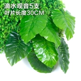 Зеленое растение Стенка Стены Растение настенные лужайки